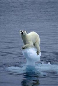 Orso polare