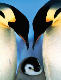 pinguini-imperatore