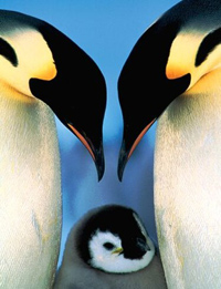 La forza dei pinguini