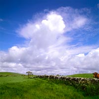foresta di Galloway