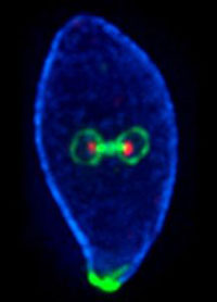 La vita extraterrestre: per scovarla si studiano gli oceani