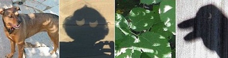 Curiosità durante un'eclissi