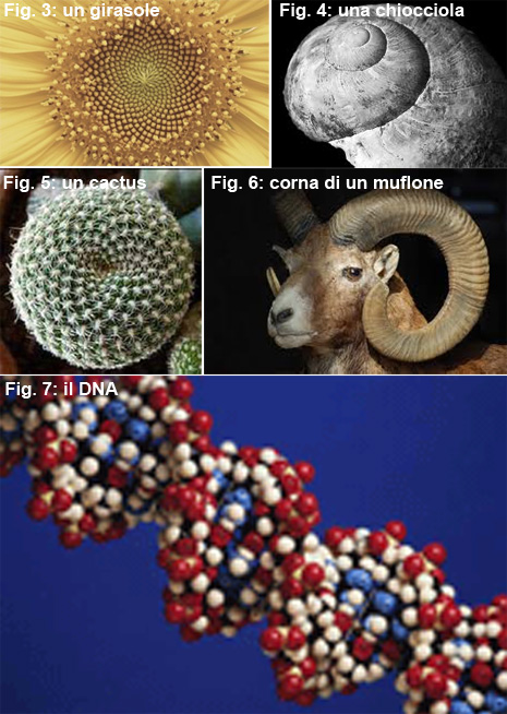 Fibonacci nel piccolo
