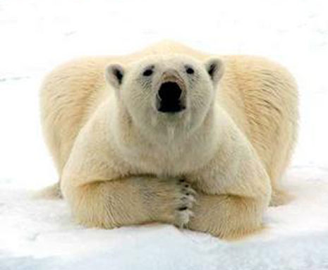 Orso polare