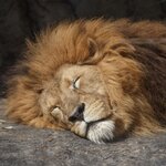 Avatar di Antonello66