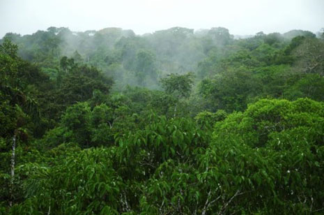 La foresta amazzonica, polmone verde del pianeta