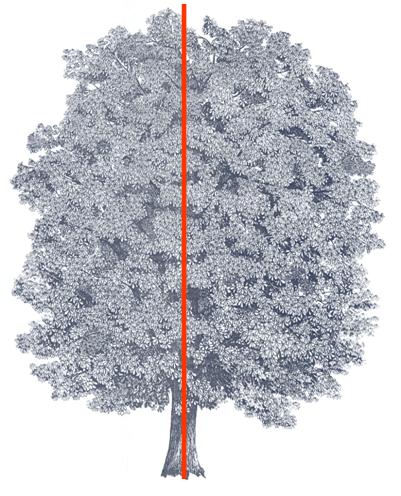 Simmetria di un albero