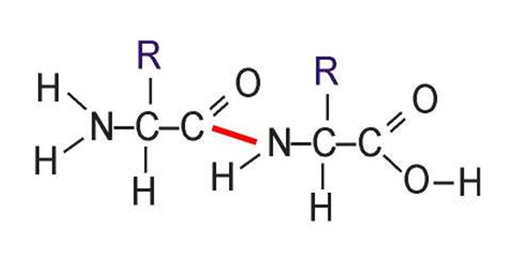 dipeptide