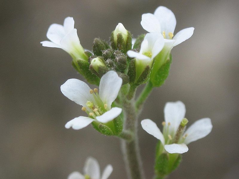 i fiori di Arabidopsis