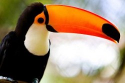 un magnifico esemplare di tucano