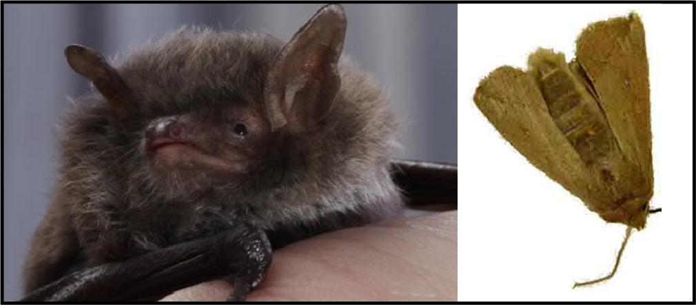 pipistrello e tarma della cera