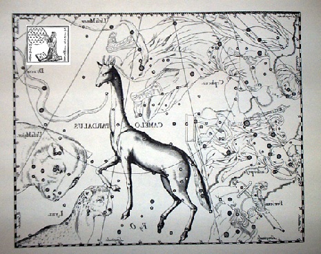 la Giraffa secondo Hevelius