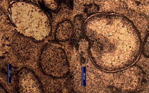 Un’immagine al microscopio delle sferule da impatto ritrovate nel sito di Marble Bar, nel nord ovest dell’Australia. Crediti: A. Glikson