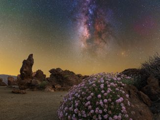 Piccola rosa sul Teide