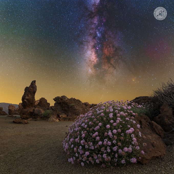 Piccola rosa sul Teide - Ralph Rohner - Vincitore APOD del 16 agosto 2022