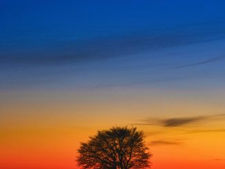 La Luna e il faggio solitario